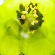 特别版独特的怎么打别人的服务器